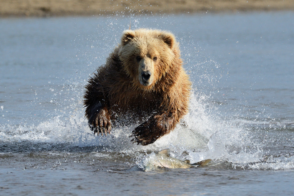 Griz...