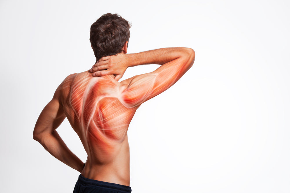 Why Dehydration Makes Your Muscles Weaker