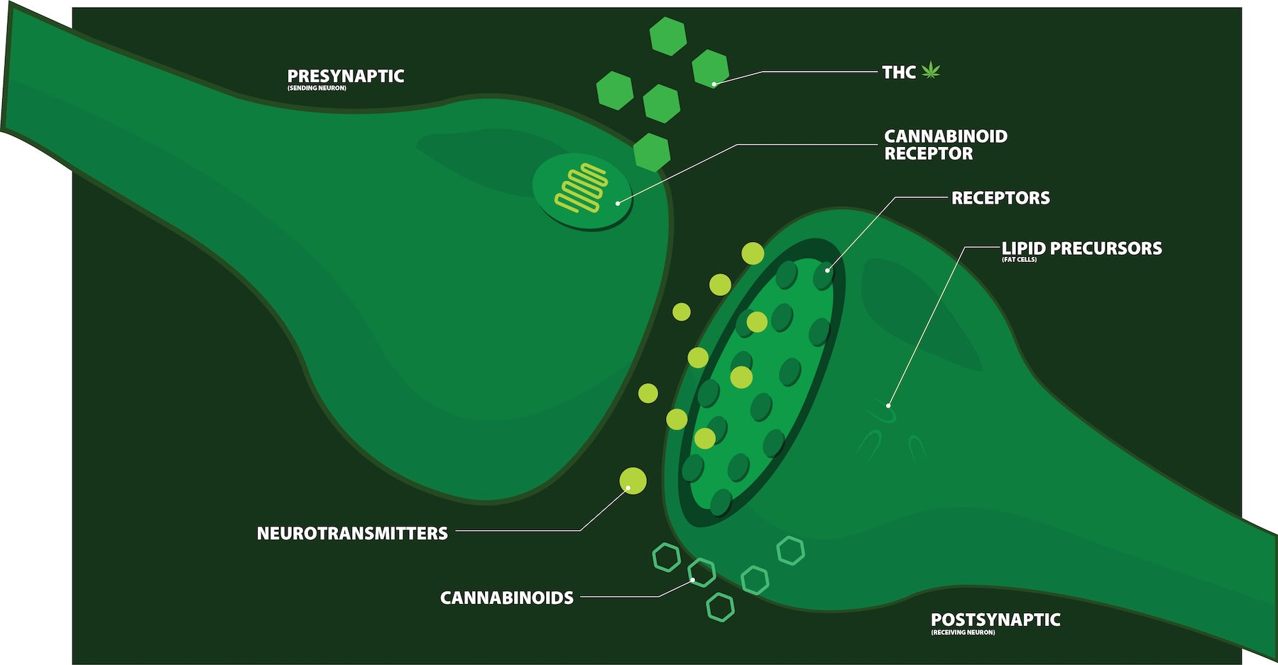 What Role Does the Endocannabinoid System Play in Obesity?