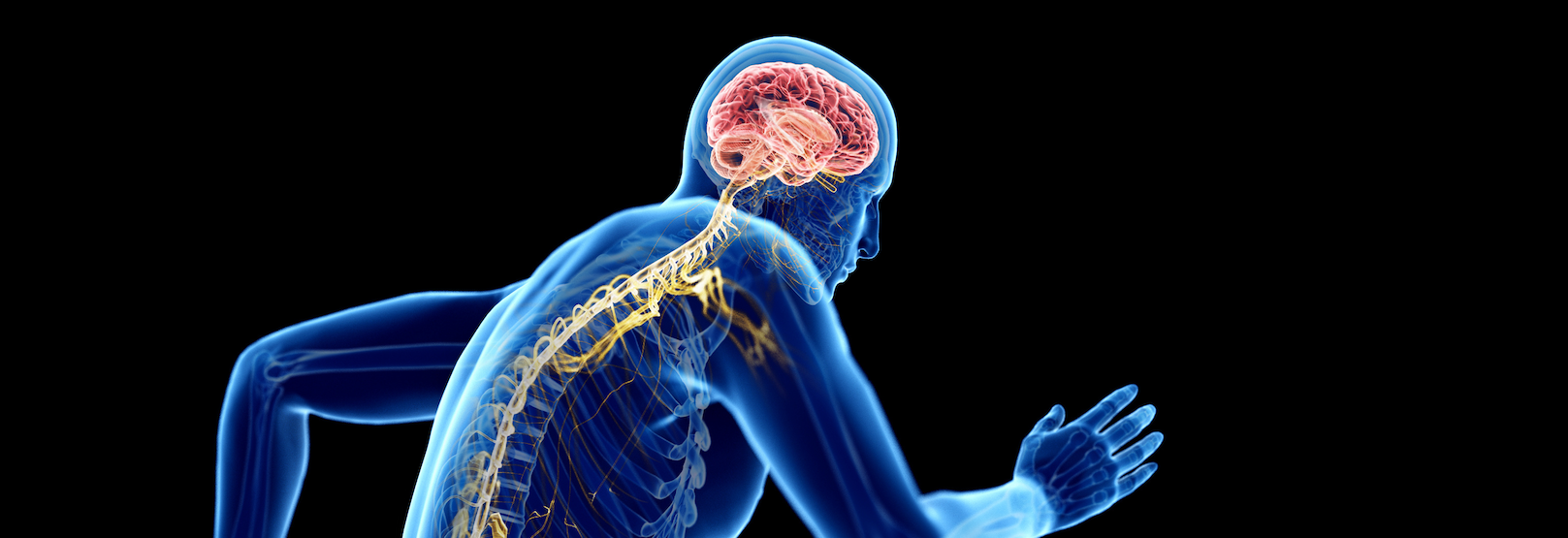 How Exercise Promotes Adaptive Structural and Functional Changes to Your Brain