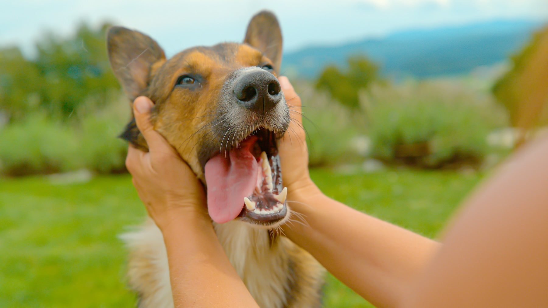 Neural Connections Explain The Unique Bond Between Humans And Dogs