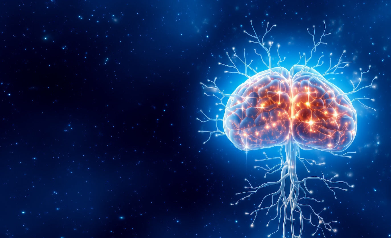 Research Finds Key Nutrients Missing in the Brains of Alzheimer's Patients