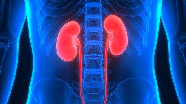 How High Protein Diets Affect The Kidneys - Steel Supplements