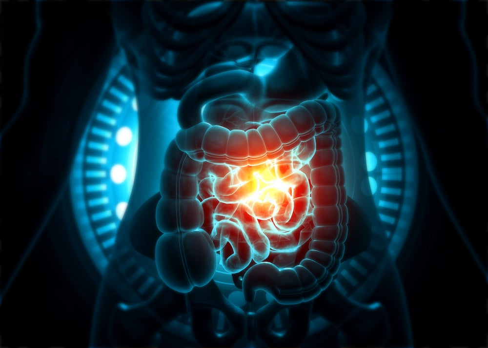 What is Pepsin, and What Does Pepsin Do?