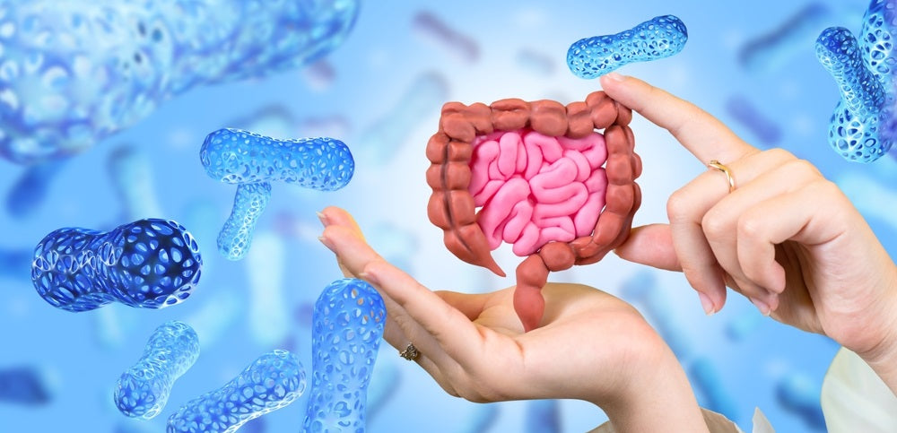 Digestive system probiotics and prebiotics