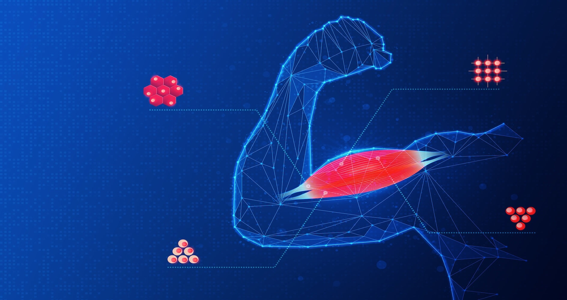 How Inflammation and Mitochondrial Dysfunction Influence Muscle Loss