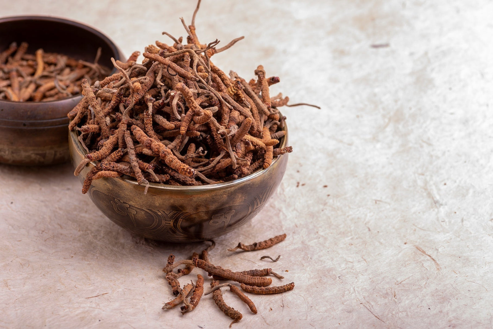 cordyceps sinensis aeb0b4ac-12c7-423d-b41c-96989cbc8639