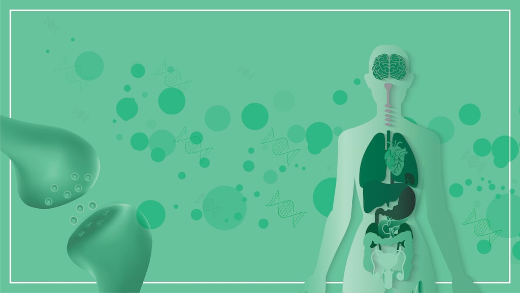 How Exercise Impacts the Endocannabinoid System