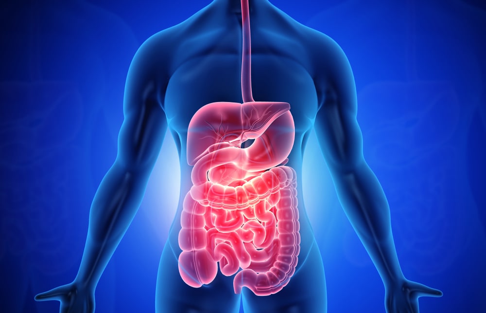 The Gut-Muscle Axis and Prevention of Muscle Loss with Aging