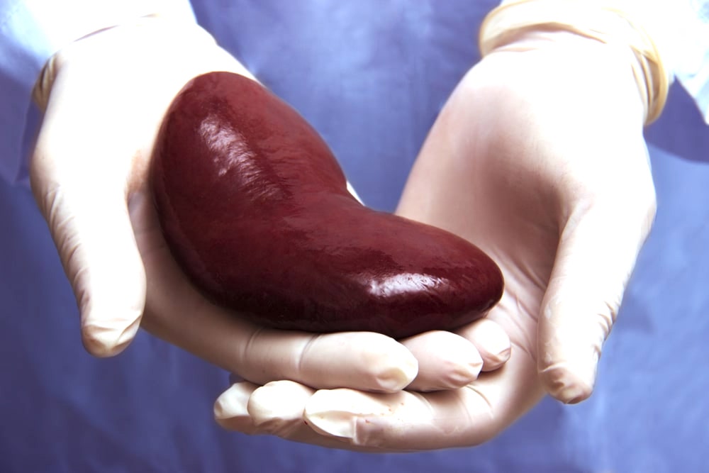 Does Creatine Really Effect Your Kidneys?