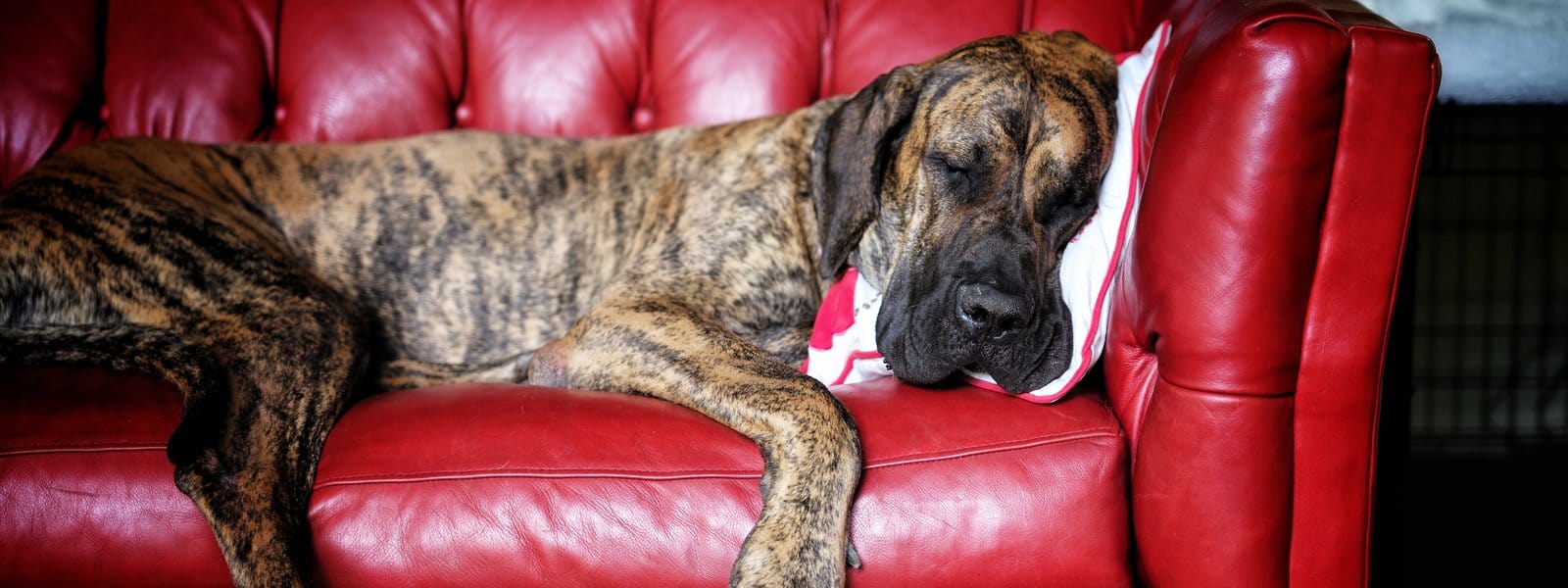 How To Optimize Your Sleep For Better Health & Performance