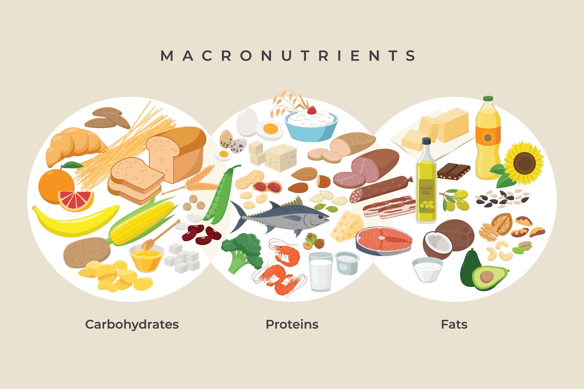 Main food groups - macronutrients