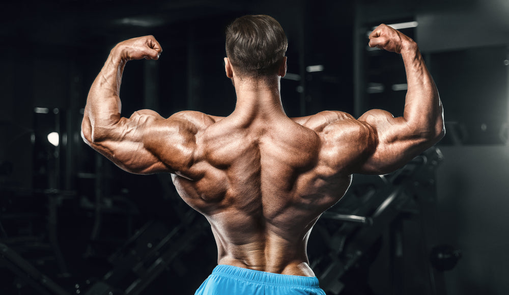 torso of attractive male body builder on gray background. | Stock image |  Colourbox