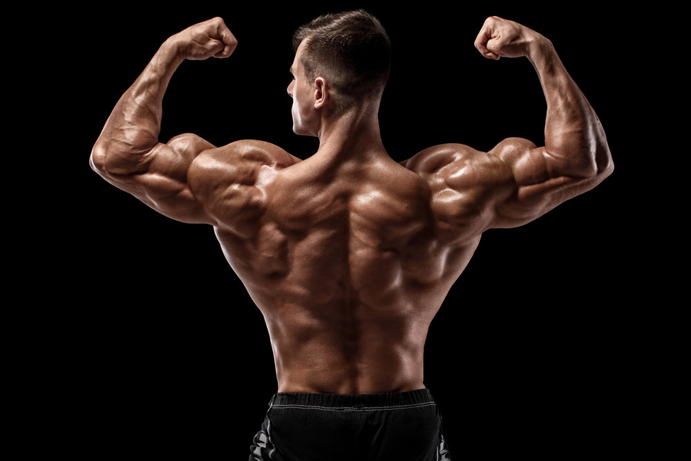 Muscular man showing back muscles