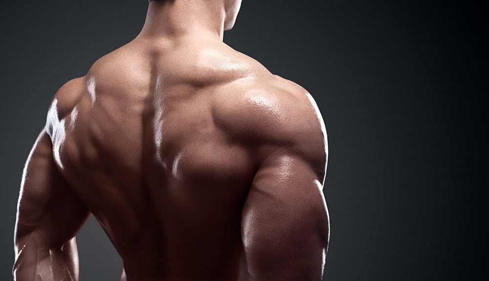 Bodybuilder showing his back and biceps muscles,