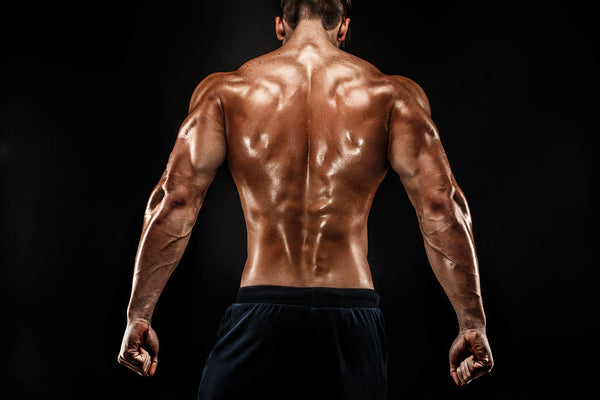 5 Back Workout Programs for a Barn Door Back - Steel Supplements