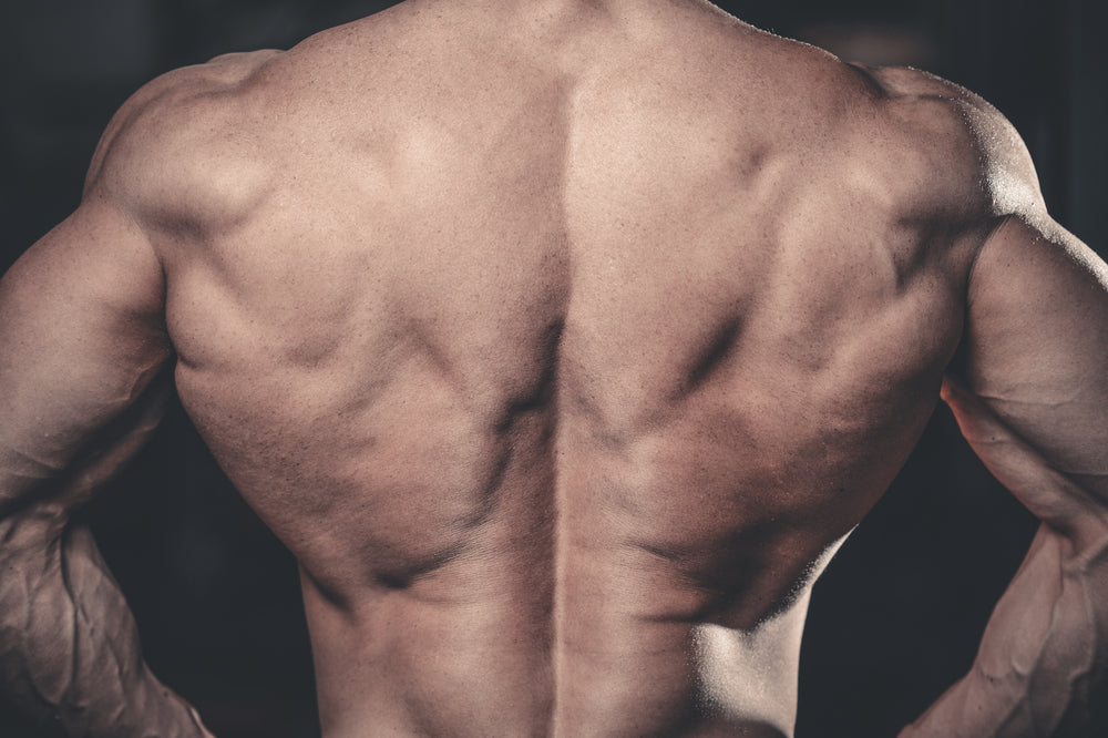 Strong bodybuilder with thick lower back muscles