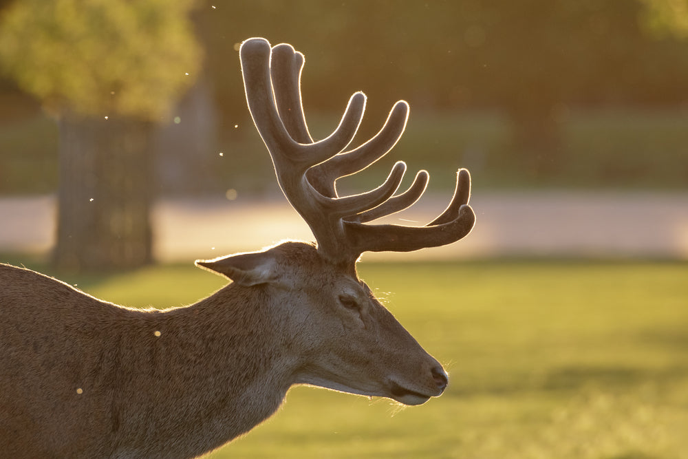Debunking deer antler velvet health claims