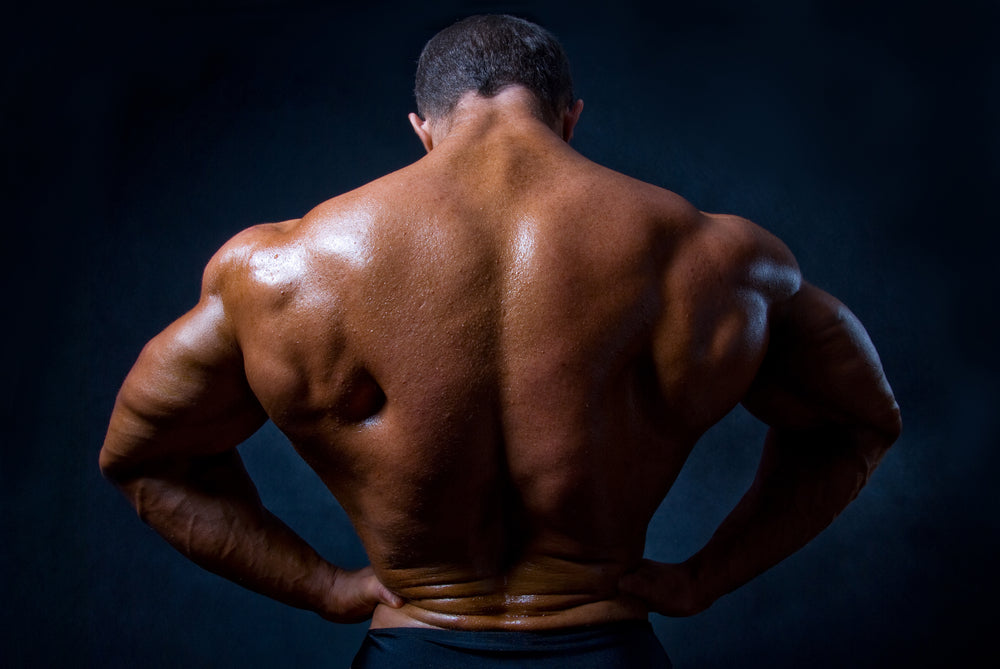 bodybuilder back muscles