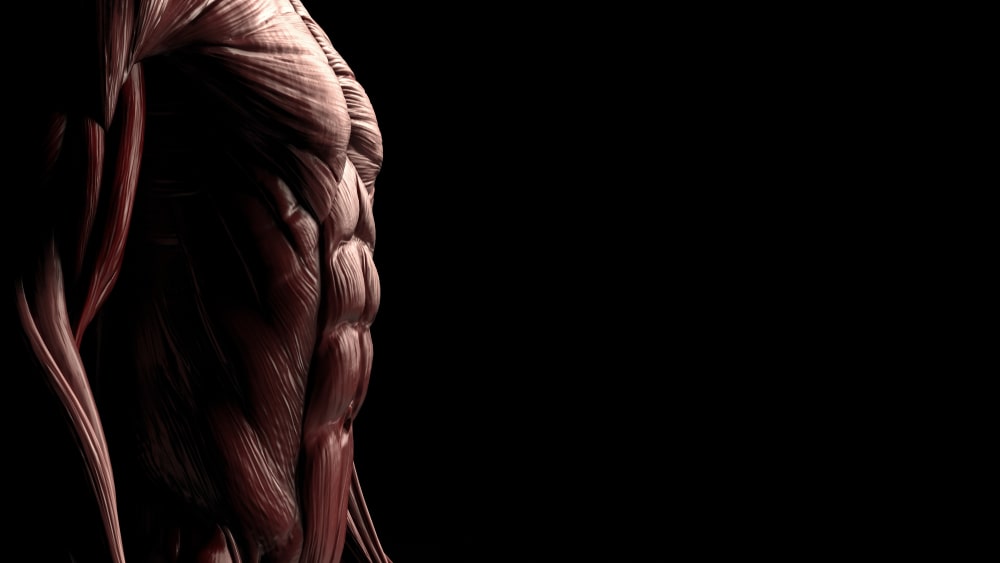 What is Skeletal Muscle & How Does It Impact Your Health