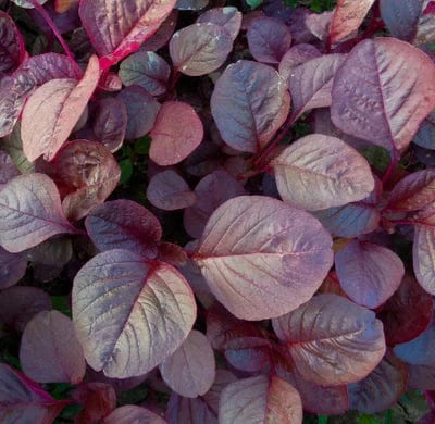 LP - Image Placeholder - 6 400x 1a7e1be3-7f5b-4312-adc3-ae0058baad68